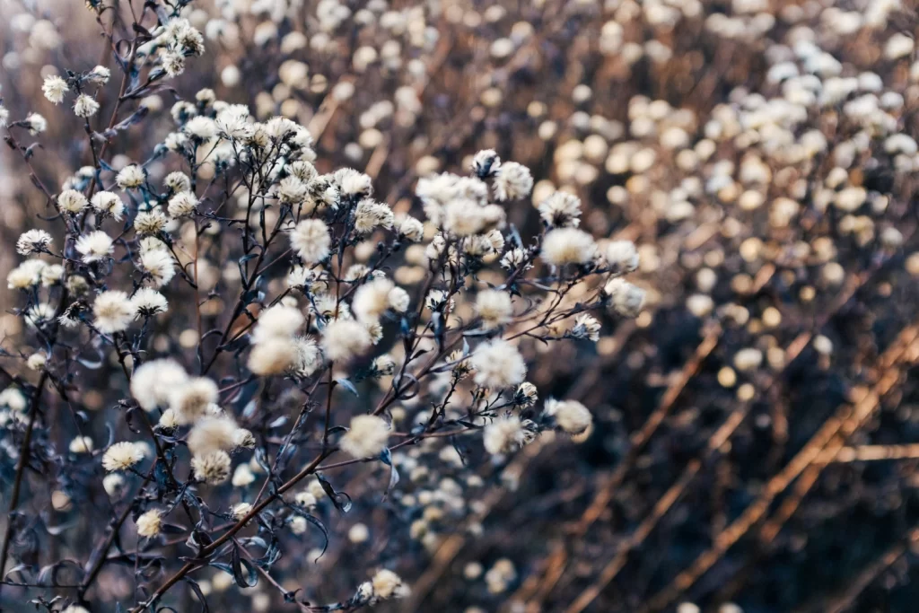 Organic cotton plants growing in a sustainable farming environment